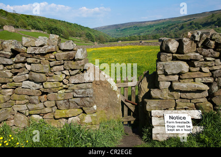 Mur en pierre sèche, à droite, porte de la ferme et prairies ; The Bas dans le North Yorkshire Dales Meadows, près de Gunnerside, parc national, Richmondshire, Royaume-Uni Banque D'Images