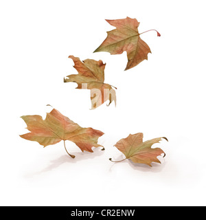 Quatre feuilles qui tombent sur fond blanc. Chemin de détourage seulement sur les feuilles. Banque D'Images