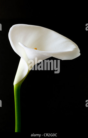 Calla Lily lis de Pâques d'oreilles de cochon d'arum lili Banque D'Images