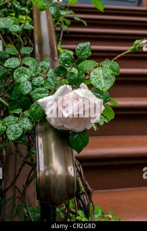 Rose rose après la pluie sur bannister de New York Brownstone Banque D'Images