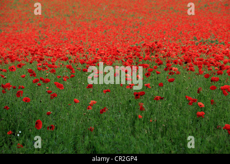 Les coquelicots sauvages dans une prairie naturelle, Bewdley England UK Banque D'Images