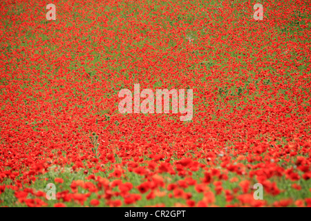 Les coquelicots sauvages dans une prairie naturelle, Bewdley England UK Banque D'Images