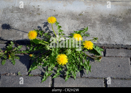 Pissenlit Fleur des champs fleur jaune avec des feuilles vertes entre le trottoir de plus en plus minéral. Banque D'Images