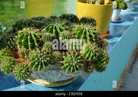 De plus en plus des émissions de cactus d'hiver. Cactus industrielle la reproduction. Banque D'Images