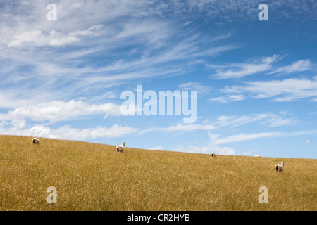 Un troupeau de moutons paissant sur des pâturages d'or et ciel bleu avec des nuages filandreux, près de Delémont, Wellington, Nouvelle-Zélande, Océanie Banque D'Images