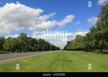 Avenue des marronniers à Bushy Park, le Royal Park près de Hampton Court SW London England UK Banque D'Images