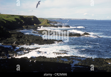 Vue depuis la promenade Nobbies Philip Island Australie Victoria Banque D'Images