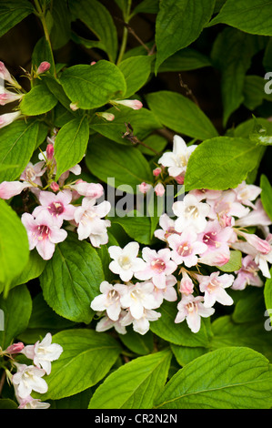 Weigela, arbuste en fleurs rose pâle au printemps Banque D'Images