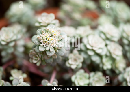 Sedum spathulifolium 'Cappa Blanca' ou 'Cape Blanco', Spoon-Leaved Stonecrop Banque D'Images