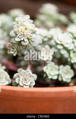 Sedum spathulifolium 'Cappa Blanca' ou 'Cape Blanco', Spoon-Leaved Stonecrop Banque D'Images