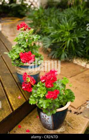 Geranium 'Calliope' Pelargonium zonale, Banque D'Images