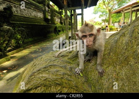 Macaque à longue queue Macaca fascicularis, Passereau, forêt des singes d'Ubud, Ubud, Bali, Indonésie, Asie Banque D'Images