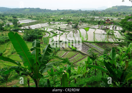 Tirtaganggaa les rizières en terrasses, Bali, Indonésie, Asie Banque D'Images