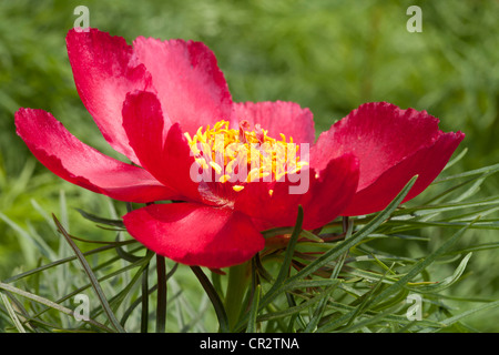 D'une fleur de pivoine, Paeonia tenuifolia, Paonie, Vivaces Banque D'Images