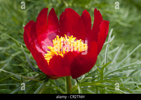 D'une fleur de pivoine, Paeonia tenuifolia, Paonie, Vivaces Banque D'Images