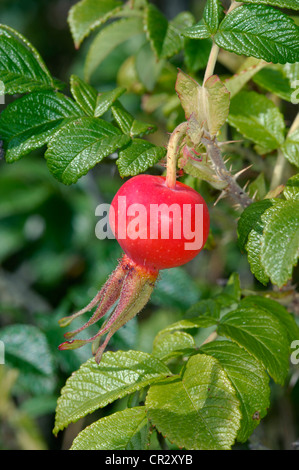 JAPANESE ROSE Rosa rugosa (Rosacées) Banque D'Images