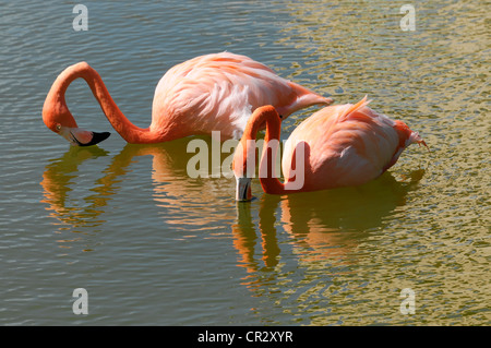 Ou des Caraïbes Flamingo (Phoenicopterus ruber), Caya Coco, Cuba, Antilles, Caraïbes, Amérique Centrale, Amérique Latine Banque D'Images
