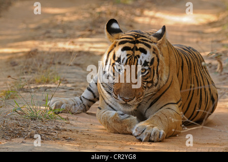 Homme tigre (Panthera tigris) dans l'habitat de feuillus sèches de la Réserve de tigres de Ranthambore, parc national de Ranthambore, Rajasthan Banque D'Images