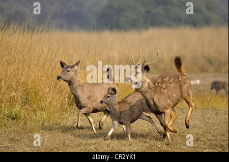 Sambar Deer (Cervus unicolor niger) s'exécutant dans le parc national de Ranthambore, Rajasthan, Inde, Asie Banque D'Images