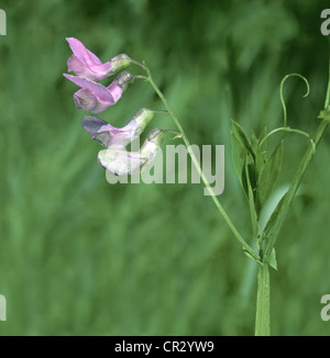PEA Lathyrus palustris Marsh (Fabaceae) Banque D'Images