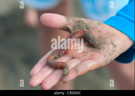 Les jeunes titulaires d'un pêcheur (sandworm Arenicola marina) dans sa main, sur la plage, océan Atlantique, Finistère, Bretagne, France Banque D'Images