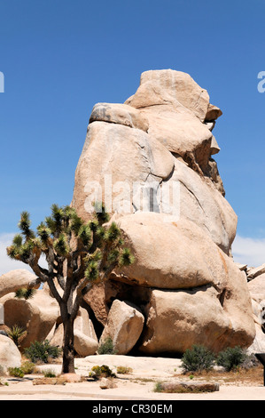 Joshua trees (Yucca brevifolia) en face de la formation, monzogranite Joshua Tree National Park, Palm Desert, Californie du sud Banque D'Images