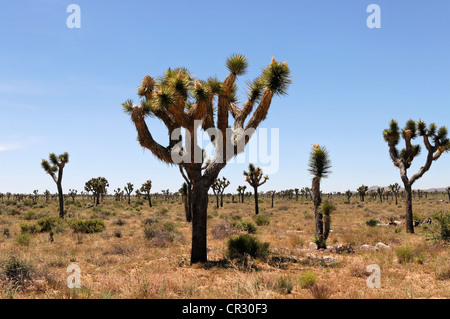 Joshua trees (Yucca brevifolia), Joshua Tree National Park, Palm Desert, Californie du Sud, USA, Amérique du Nord Banque D'Images