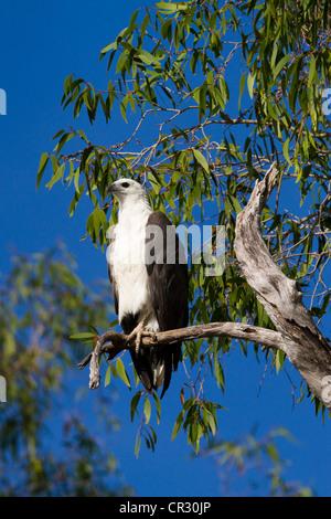 L'aigle de mer à ventre blanc (Haliaeetus leucogaster), le Kakadu National Park, Territoire du Nord, Australie Banque D'Images