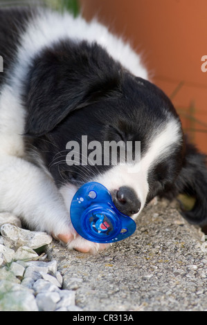 Chiot border collie, dormir avec un bébé-sucette dans sa bouche Banque D'Images