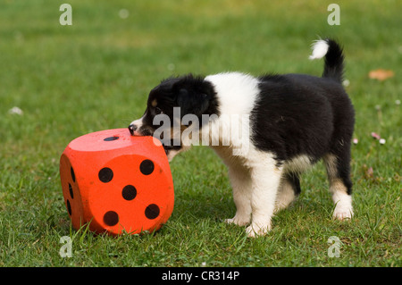Border Collie, tricolore, chiot mordre dans un cube en mousse rouge Banque D'Images