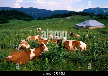 France, Jura, Foret du massacre, les vaches de race monbeliard (vaches montbéliardes exclusivement) dans les alpages dans de milieu de gentianes Banque D'Images