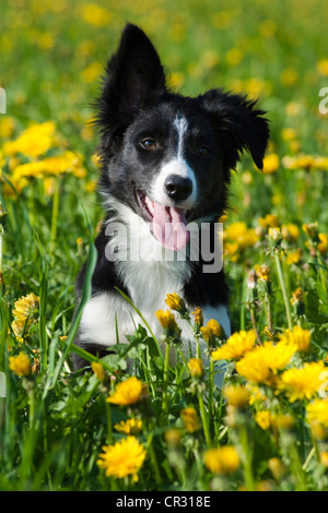 Border Collie, chiot avec une oreille pendant vers le bas, assis sur un pré de pissenlits Banque D'Images