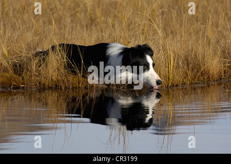 Border Collie, potable, qui se reflète dans un lac, marais à l'automne, dans le nord de l'Europe, Tyrol, Autriche Banque D'Images