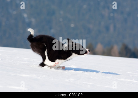 Chiot border collie, tournant dans la neige, dans le nord du Tyrol, Autriche, Europe Banque D'Images