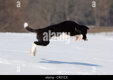 Chiot border collie, sautant dans la neige, dans le nord du Tyrol, Autriche, Europe Banque D'Images