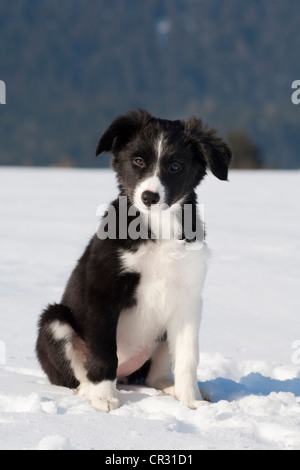 Chiot border collie, assis dans la neige, dans le nord du Tyrol, Autriche, Europe Banque D'Images