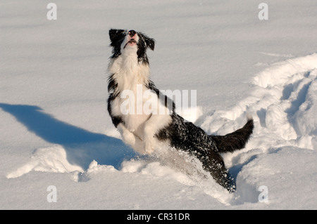 Border Collie attraper une boule de neige dans la neige, dans le nord du Tyrol, Autriche, Europe Banque D'Images