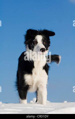 Border Collie debout dans la neige, contre un ciel bleu, dans le nord de l'Europe, Tyrol, Autriche Banque D'Images