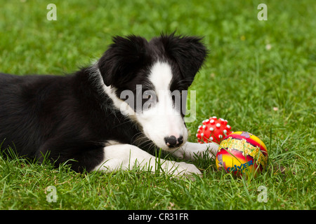 Border Collie, chiot, Playing with ball on grass Banque D'Images