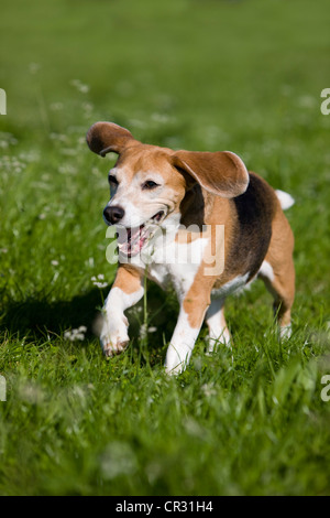 Beagle, vieux chien, exécuté sur un pré Banque D'Images