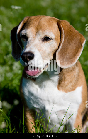 Beagle, vieux chien assis dans un pré, haletant Banque D'Images
