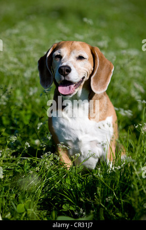 Beagle, vieux chien assis dans un pré, haletant Banque D'Images