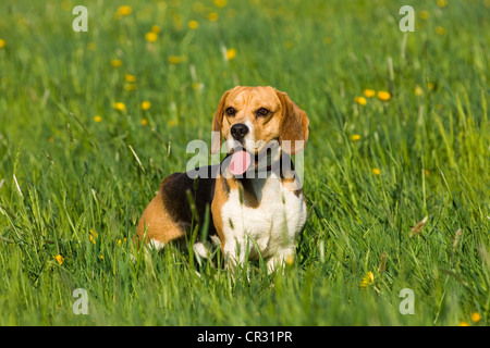 Chien Beagle allongé dans l'herbe, essoufflé Banque D'Images