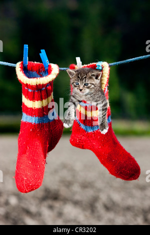 Chaton tigré gris accroché dans une chaussette en laine sur une corde, Tyrol du Nord, l'Autriche, Europe Banque D'Images