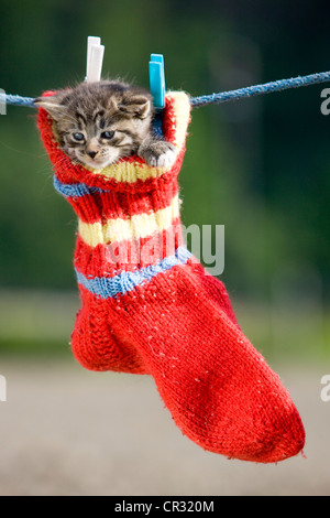 Chaton tigré gris accroché dans une chaussette en laine sur une corde, Tyrol du Nord, l'Autriche, Europe Banque D'Images