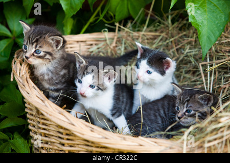 Chatons tabby gris assis dans un panier, Tyrol du Nord, l'Autriche, Europe Banque D'Images