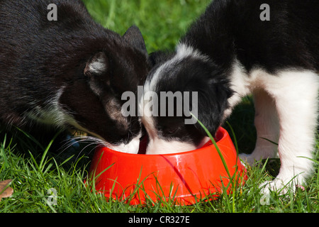 Chiot Border Collie et un chat domestique noir-blanc de manger un bol, Tyrol du Nord, l'Autriche, Europe Banque D'Images