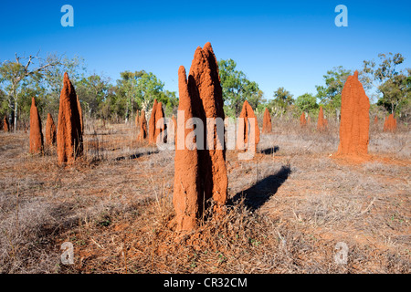 Termitières dans l'Outback, le centre rouge, Territoire du Nord, Australie Banque D'Images