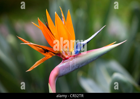 Strelitzia, Crane fleur ou oiseau du paradis (Strelitzia reginae), fleur, Tenerife, Canaries, Espagne, Europe Banque D'Images