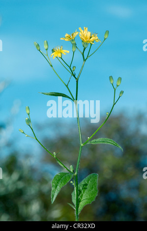 La lapsane commune Lapsana communis (Asteraceae) Banque D'Images